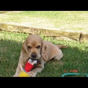 Meet your Posher, Fazia